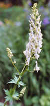 AconitumOrientale.jpg (60550 bytes)