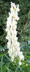 Aconitum orientale.jpg (60078 bytes)