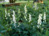 Aconitum septentrionale Ivorine.jpg (104426 bytes)