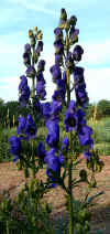 Aconitum wilsonii.jpg (115408 bytes)