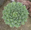 Agave Victoria-reginae.jpg (58269 bytes)