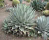 Agave havardiana.jpg (50610 bytes)