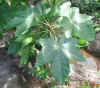 Aleurites moluccana leaves.JPG (111658 bytes)