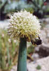 AlliumPolyphyllumFlowerhead.jpg (81432 bytes)