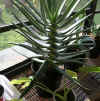 Aloe dichotoma.jpg (78189 bytes)