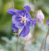 AquilegiaPyreniacajpg.jpg (12625 bytes)