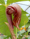 Arisaema fargesii closeup.jpg (118662 bytes)