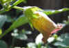 Atropa komarovii2.jpg (30442 bytes)