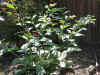 Atropa komarovii3.jpg (116594 bytes)