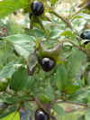 Atropa komarovii Gatard.JPG (24177 bytes)