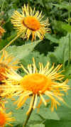 Buphthalmum speciosum2.jpg (107695 bytes)