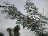 Caesalpinia cacalaco.jpg (68409 bytes)