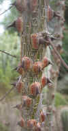 Caesalpinia cacalaco stem.jpg (35684 bytes)