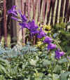 CampanulaLatifoliaMacrantha.jpg (92515 bytes)