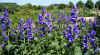 Campanula latifolia macrantha2.jpg (94116 bytes)