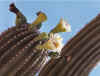 CarnegiaFlower.jpg (39934 bytes)