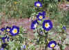 Convolvulus tricolor Royal Ensign2.jpg (89036 bytes)