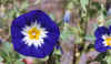 Convolvulus tricolor Royal Ensign.jpg (40155 bytes)