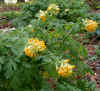 Corydalis nobilis.jpg (105599 bytes)