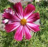 Cosmos Candy Stripe 2.jpg (94900 bytes)