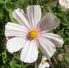 Cosmos Daydream 12.jpg (84155 bytes)