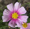 Cosmos Daydream 2.jpg (70002 bytes)