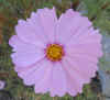 Cosmos Gloria17.jpg (48173 bytes)