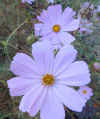 Cosmos Gloria18.jpg (87024 bytes)