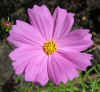 Cosmos Gloria25.jpg (63271 bytes)