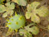 Cucumis sp. Sudan.jpg (37299 bytes)