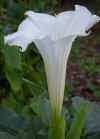 Datura inoxia 'Belle Blanche' 2.jpg (37903 bytes)