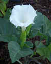 Datura inoxia 'Belle Blanche' 5.jpg (69425 bytes)