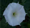 Datura inoxia 'Belle Blanche'.jpg (34598 bytes)