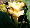 Datura metel Double Yellow.jpg (80206 bytes)