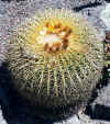 EchinocactusGrusonii.jpg (105462 bytes)