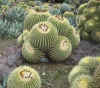Echinocactus grusonii clump.jpg (74764 bytes)