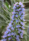 Echium fastuosum close.jpg (87947 bytes)