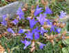 Edraianthus serbicus.jpg (106288 bytes)