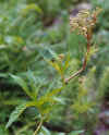FilipendulaUlmaria.jpg (71881 bytes)