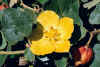 FremontodendronCalifornicum.jpg (61403 bytes)