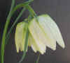 Fritillaria meleagris White SIDE.jpg (205864 bytes)