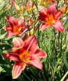 Hemerocallis2.jpg (100354 bytes)