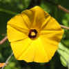 Ipomoea Ethiopia 3.jpg (52509 bytes)