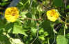Ipomoea Ethiopia 4.jpg (62102 bytes)