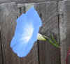 Ipomoea tricolor Heavenly Blue2.jpg (93273 bytes)