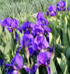 Iris aphylla closeup.jpg (118301 bytes)