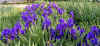 Iris aphylla.jpg (76114 bytes)