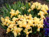 Iris flavissima.jpg (111381 bytes)
