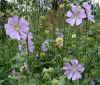 Lavatera cachmeriana.jpg (108506 bytes)