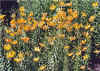 LiliumAmabileLuteumClump.jpg (119743 bytes)
